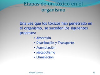 Etapas de un tóxico en el
organismo
Una vez que los tóxicos han penetrado en
el organismo, se suceden los siguientes
procesos:
• Absorción
• Distribución y Transporte
• Acumulación
• Metabolismo
• Eliminación
Riesgos Químicos 12
 