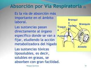 Absorción por Vía Respiratoria (I)
Es la vía de absorción más
importante en el ámbito
laboral.
Las sustancias pasan
directamente al órgano
específico donde se van a
fijar, eludiendo la acción
metabolizadora del hígado.
Las sustancias tóxicas
liposolubles, es decir,
solubles en grasas, se
absorben con gran facilidad.
Riesgos Químicos 14
Bronquio
Alveolo
Traque
a
Pulmón
Bronqui
o
Termin
al
 