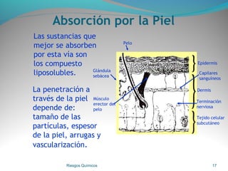 Absorción por la Piel
Las sustancias que
mejor se absorben
por esta vía son
los compuesto
liposolubles.
Riesgos Químicos 17
Dermis
Tejido celular
subcutáneo
Epidermis
Pelo
Glándula
sebácea
Músculo
erector del
pelo
Capilares
sanguíneos
Terminación
nerviosa
La penetración a
través de la piel
depende de:
tamaño de las
partículas, espesor
de la piel, arrugas y
vascularización.
 