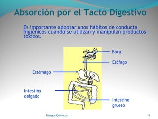 Absorción por el Tacto Digestivo
Es importante adoptar unos hábitos de conducta
higiénicos cuando se utilizan y manipulan productos
tóxicos.
Riesgos Químicos 18
Boca
Esófago
Intestino
grueso
Intestino
delgado
Estómago
 