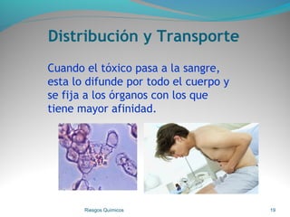 Distribución y Transporte
Cuando el tóxico pasa a la sangre,
esta lo difunde por todo el cuerpo y
se fija a los órganos con los que
tiene mayor afinidad.
Riesgos Químicos 19
 