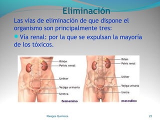 Eliminación
Las vías de eliminación de que dispone el
organismo son principalmente tres:
Vía renal: por la que se expulsan la mayoría
de los tóxicos.
Riesgos Químicos 22
 