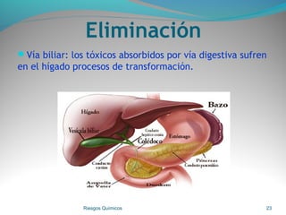 Eliminación
Vía biliar: los tóxicos absorbidos por vía digestiva sufren
en el hígado procesos de transformación.
Riesgos Químicos 23
 