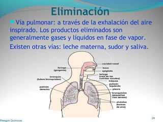 Eliminación
Vía pulmonar: a través de la exhalación del aire
inspirado. Los productos eliminados son
generalmente gases y líquidos en fase de vapor.
Existen otras vías: leche materna, sudor y saliva.
Riesgos Químicos
24
 
