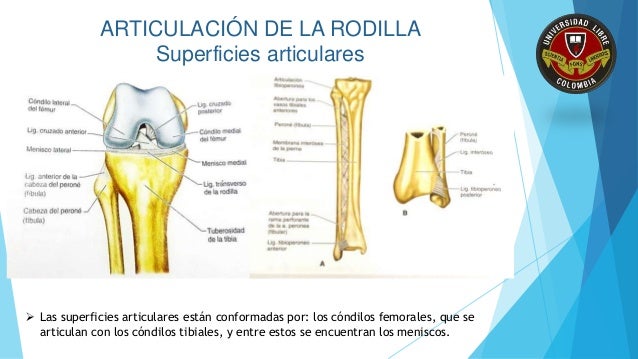 Rodilla y Pierna