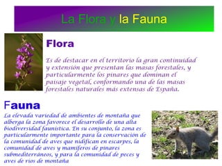 La Flora y la Fauna
               Flora
               Es de destacar en el territorio la gran continuidad
               y extensión que presentan las masas forestales, y
               particularmente los pinares que dominan el
               paisaje vegetal, conformando una de las masas
               forestales naturales más extensas de España.


Fauna
La elevada variedad de ambientes de montaña que
alberga la zona favorece el desarrollo de una alta
biodiversidad faunística. En su conjunto, la zona es
particularmente importante para la conservación de
la comunidad de aves que nidifican en escarpes, la
comunidad de aves y mamíferos de pinares
submediterráneos, y para la comunidad de peces y
aves de ríos de montaña
 