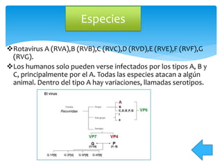 Rotavirus A (RVA),B (RVB),C (RVC),D (RVD),E (RVE),F (RVF),G
(RVG).
Los humanos solo pueden verse infectados por los tipos A, B y
C, principalmente por el A. Todas las especies atacan a algún
animal. Dentro del tipo A hay variaciones, llamadas serotipos.
Especies
 