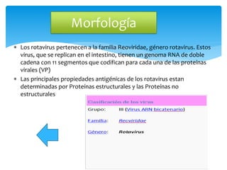  Los rotavirus pertenecen a la familia Reoviridae, género rotavirus. Estos
virus, que se replican en el intestino, tienen un genoma RNA de doble
cadena con 11 segmentos que codifican para cada una de las proteínas
virales (VP)
 Las principales propiedades antigénicas de los rotavirus estan
determinadas por Proteínas estructurales y las Proteínas no
estructurales
Morfología
 