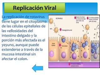 La replicación de rotavirus
tiene lugar en el citoplasma
de las células epiteliales de
las vellosidades del
intestino delgado y la
porción más afectada es el
yeyuno, aunque puede
extenderse a través de la
mucosa intestinal sin
afectar el colon.
Replicación Viral
 