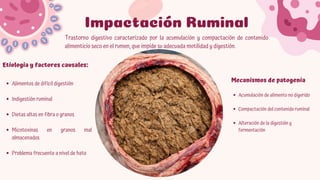 Comprehensive Overview of Rumen and Reticulum Pathologies in Domestic ...