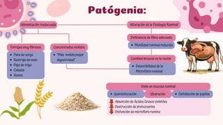 Comprehensive Overview of Rumen and Reticulum Pathologies in Domestic ...