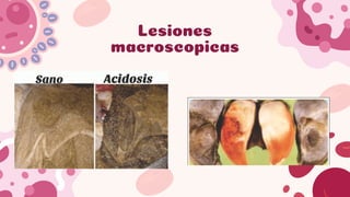 Comprehensive Overview of Rumen and Reticulum Pathologies in Domestic ...