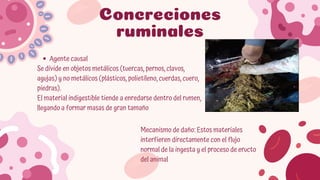 Comprehensive Overview of Rumen and Reticulum Pathologies in Domestic ...