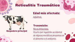 Comprehensive Overview of Rumen and Reticulum Pathologies in Domestic ...
