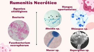 Comprehensive Overview of Rumen and Reticulum Pathologies in Domestic ...