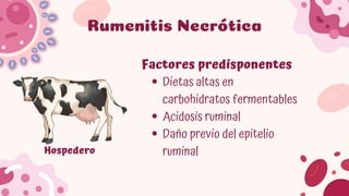 Comprehensive Overview of Rumen and Reticulum Pathologies in Domestic ...