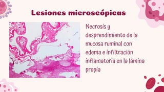 Comprehensive Overview of Rumen and Reticulum Pathologies in Domestic ...
