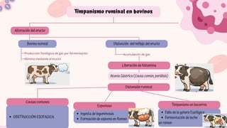 Comprehensive Overview of Rumen and Reticulum Pathologies in Domestic ...