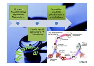 Mosquito                           Plasmodium
Anopheles (lleva                       invade los
  el protozoo                       glóbulos rojos y
 Plasmodium).                       se multiplican.




                   Picadura en el
                   ser humano
                    Transmisión
 