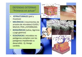 DEFENSAS EXTERNAS
    “Primeras en actuar”

•  ESTRUCTURALES (piel y
  mucosas)
• MECÁNICAS ( movimientos de
  arrastre de microbios) CILIOS /
  MUCUS /TOS y ESTORNUDO.
• BIOQUÍMICAS (saliva, lágrimas
  y jugo gástrico)
• ECOLÓGICAS ( microbios no
  patógenos compiten con los
  patógenos impidiendo su
  desarrollo) . Ej: Hongo
  candida.
 