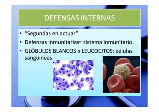 DEFENSAS INTERNAS
• “Segundas en actuar”
• Defensas inmunitarias= sistema inmunitario.
• GLÓBULOS BLANCOS o LEUCOCITOS: células
  sanguíneas
 