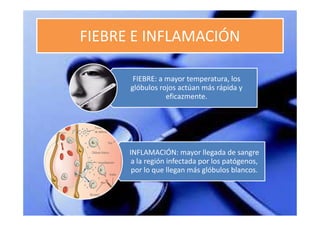 FIEBRE E INFLAMACIÓN

       FIEBRE: a mayor temperatura, los
      glóbulos rojos actúan más rápida y
                 eficazmente.




      INFLAMACIÓN: mayor llegada de sangre
       a la región infectada por los patógenos,
       por lo que llegan más glóbulos blancos.
 