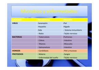 Microbios y enfermedades:
MICROBIO        ENFERMEDAD               ÓRGANOS
VIRUS           -Sarampión               -Piel
                -Hepatitis               -Hígado
                -Sida                    - Sistema inmunitario
                - Rabia                  - Tejido nervioso
BACTERIAS       - Tuberculosis           -Pulmones
                - Cólera                 - Intestino
                - Tétanos                - Músculos
                - Salmonelosis           - Intestino
HONGOS          - Candidiasis            - Piel y mucosas
PROTOZOOS       - Malaria                - Sangre
                - Enfermedad del sueño   - Tejido nervioso
 