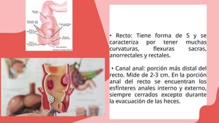 Que Significa Recto Presentacion salud del cuerpo humano ilustracion rosa.pptx