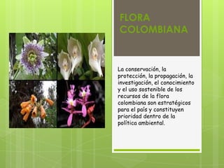 FLORA
COLOMBIANA
La conservación, la
protección, la propagación, la
investigación, el conocimiento
y el uso sostenible de los
recursos de la flora
colombiana son estratégicos
para el país y constituyen
prioridad dentro de la
política ambiental.
 