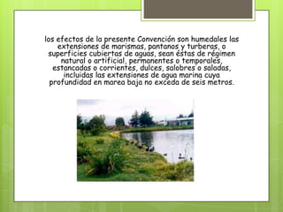 los efectos de la presente Convención son humedales las
extensiones de marismas, pantanos y turberas, o
superficies cubiertas de aguas, sean éstas de régimen
natural o artificial, permanentes o temporales,
estancadas o corrientes, dulces, salobres o saladas,
incluidas las extensiones de agua marina cuya
profundidad en marea baja no exceda de seis metros.
 