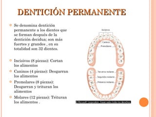 DENTICIÓN PERMANENTE Se denomina dentición permanente a los dientes que se forman después de la dentición decidua; son más fuertes y grandes , en su totalidad son 32 dientes. Incisivos (8 piezas): Cortan los alimentos  Caninos (4 piezas): Desgarran los alimentos  Premolares (8 piezas): Desgarran y trituran los alimentos  Molares (12 piezas): Trituran los alimentos . 