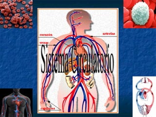 Sistema Circulatorio 