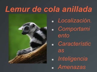Lemur de cola anillada
 Localización.
 Comportami
ento
 Característic
as
 Inteligencia
 Amenazas
 