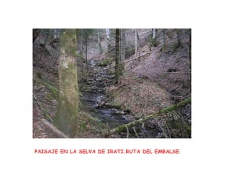PAISAJE EN LA SELVA DE IRATI.RUTA DEL EMBALSE .