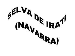 SELVA DE IRATI (NAVARRA) 