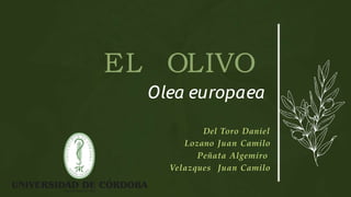 EL OLIVO
Olea europaea.
Del Toro Daniel
Lozano Juan Camilo
Peñata Algemiro
Velazques Juan Camilo
 