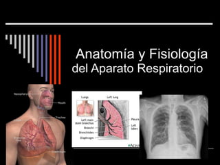 Anatomía y Fisiología  del Aparato Respiratorio 