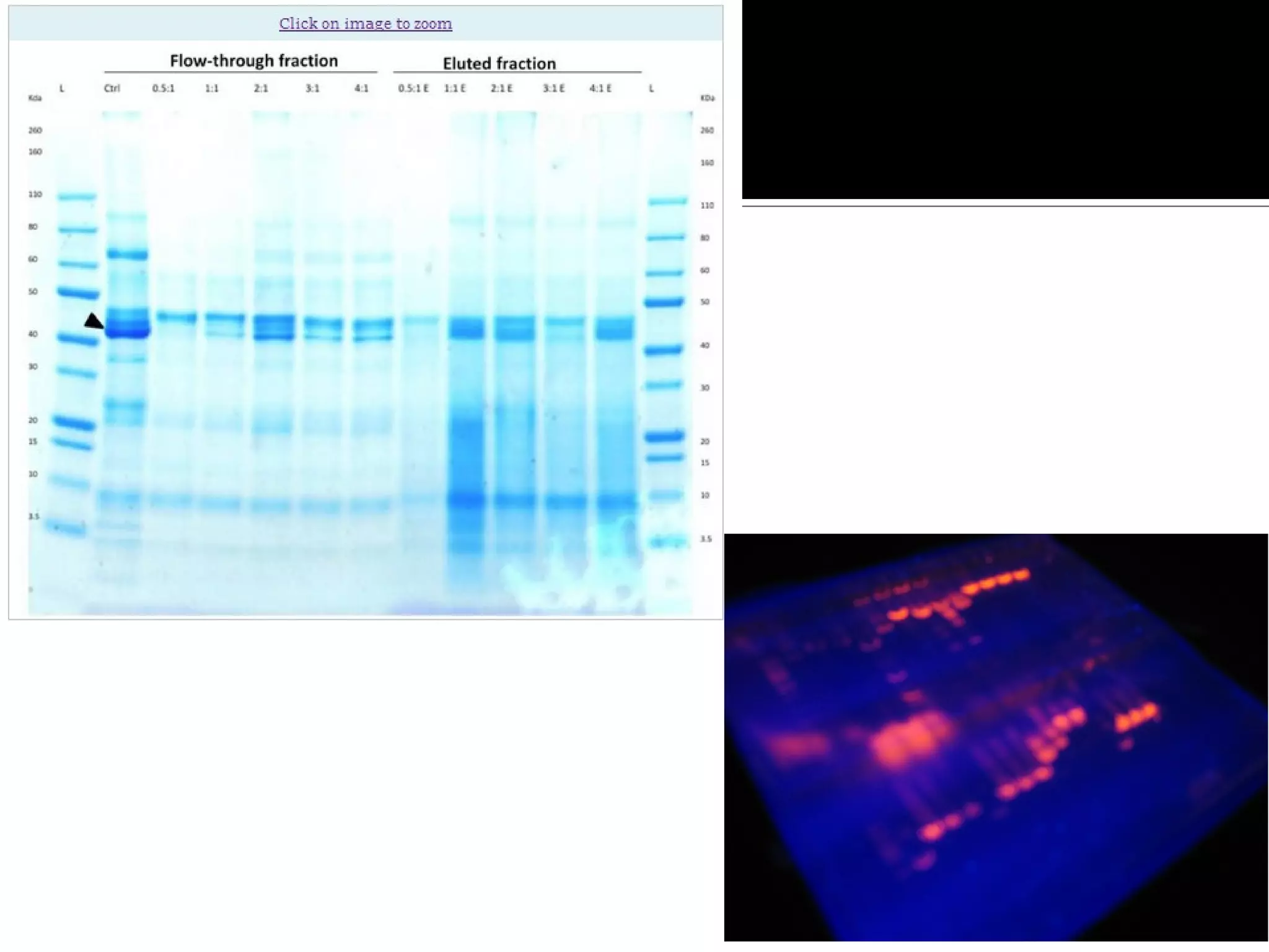Proteomic identification of host and parasite biomarkers in saliva from ...