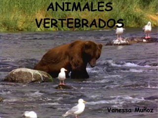 ANIMALES VERTEBRADOS Vanessa Muñoz 