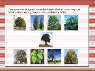 Donde abunda el agua lo hacen también el aliso, el chopo negro, el
fresno, sauce, olmo y helecho, pino, castaños y robles.
 