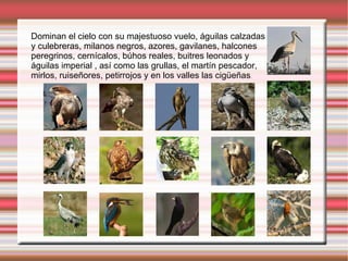 Dominan el cielo con su majestuoso vuelo, águilas calzadas
y culebreras, milanos negros, azores, gavilanes, halcones
peregrinos, cernícalos, búhos reales, buitres leonados y
águilas imperial , así como las grullas, el martín pescador,
mirlos, ruiseñores, petirrojos y en los valles las cigüeñas.
 