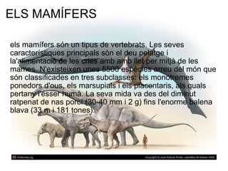 ELS MAMÍFERS els mamífers són un tipus de vertebrats. Les seves característiques principals són el deu pelatge i la'alimentació de les cries amb amb llet per mitjà de les mames. N'existeixen unes 5500 espècies arreu del món que són classificades en tres subclasses: els monotremes ponedors d'ous, els marsupials i els placentaris, als quals pertany l'ésser humà. La seva mida va des del diminut ratpenat de nas porcí (30-40 mm i 2 g) fins l'enorme balena blava (33 m i 181 tones). 
