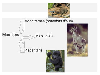           Mamífers Monotremes (ponedors d'ous) Marsupials Placentaris 