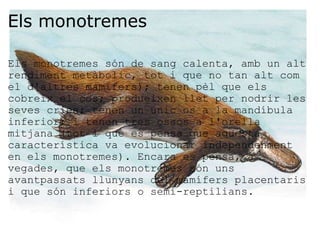 Els monotremes Els monotremes són de sang calenta, amb un alt rendiment metàbolic, tot i que no tan alt com el d'altres mamífers); tenen pèl que els cobreix el cos; produeixen llet per nodrir les seves cries; tenen un únic os a la mandíbula inferior; i tenen tres ossos a l'orella mitjana (tot i que es pensa que aquesta característica va evolucionar independenment en els monotremes). Encara es pensa, a vegades, que els monotremes són uns avantpassats llunyans del mamífers placentaris i que són inferiors o semi-reptilians. 