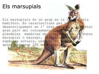 Els marsupials   Els marsupials és un grup en la classe dels mamífers. Es caracteritzen per un curt desenvolupament en l' úter matern i completar gran part del creixement agafats a les glàndules  mamàries de l'interior de la bossa marsupial o marsupi. Existeixen unes 270 espècies actuals, unes 70 en Amèrica i aproximadament 200 en Austràlia. 