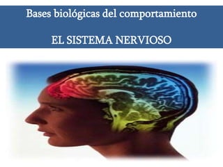 Bases biológicas del comportamiento

     EL SISTEMA NERVIOSO
 