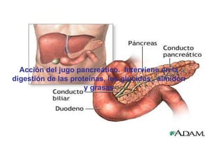 Acción del jugo pancreático.  Interviene en la digestión de las proteínas, los glúcidos , almidón y grasas 