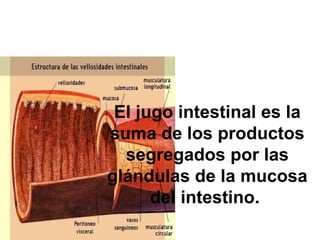 El jugo intestinal es la suma de los productos segregados por las glándulas de la mucosa del intestino.  