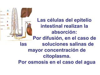 Las células del epitelio intestinal realizan la absorción: Por difusión, en el caso de  las  soluciones salinas de mayor concentración de citoplasma. Por osmosis en el caso del agua 