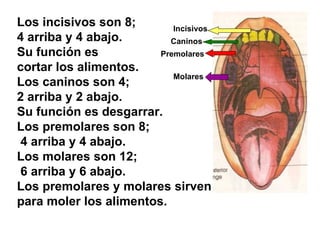 Los incisivos son 8;  4 arriba y 4 abajo.  Su función es  cortar los alimentos. Los caninos son 4;  2 arriba y 2 abajo.  Su función es desgarrar. Los premolares son 8; 4 arriba y 4 abajo. Los molares son 12; 6 arriba y 6 abajo. Los premolares y molares sirven  para moler los alimentos. Incisivos Caninos Premolares Molares 